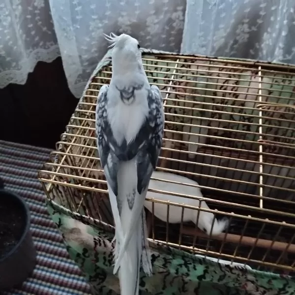 7 Aylık Erkek Sultan Papağanı