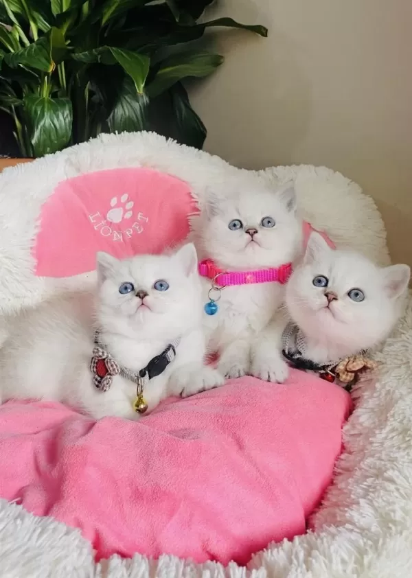 Maviş Point British Shorthair Bebeğim