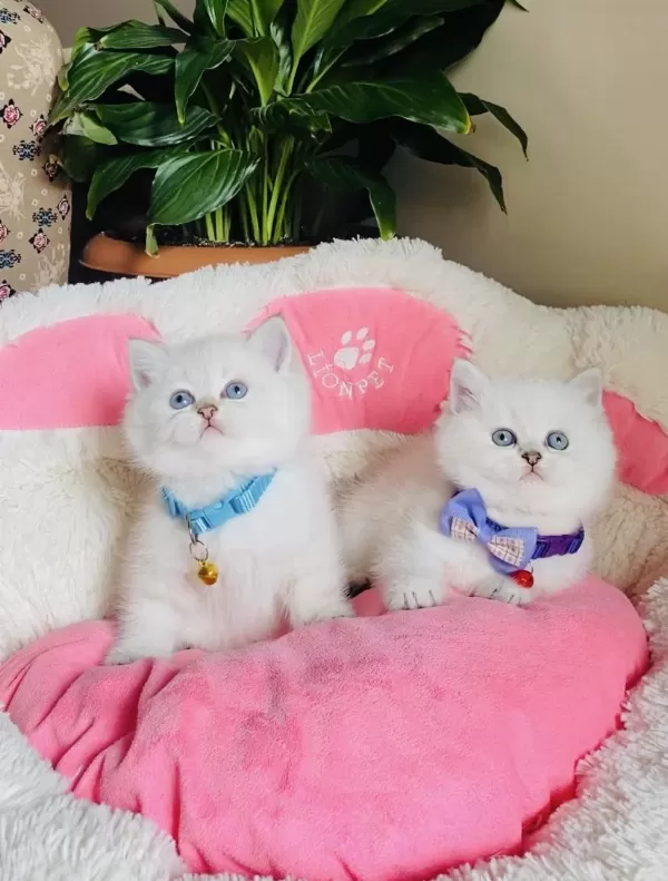 Maviş Point British Shorthair Bebeğim