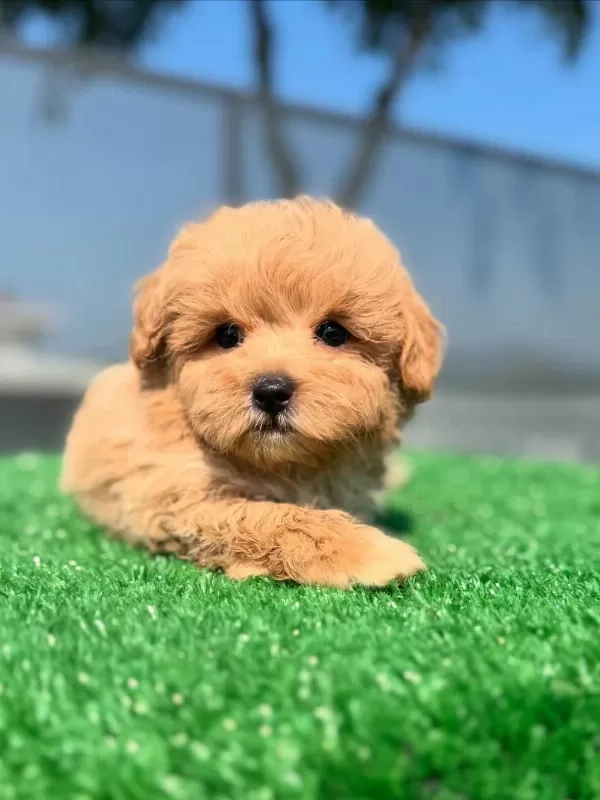İrk Garantili Toy Poodle Yavrulari