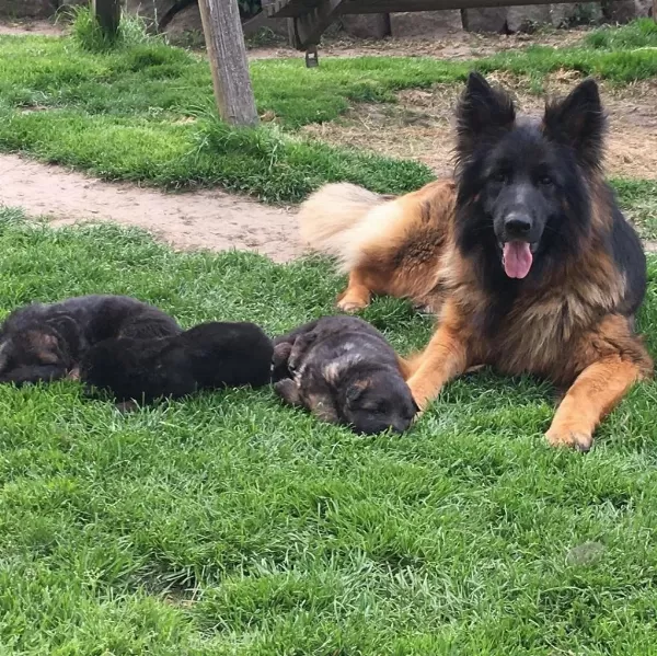 Alman Çoban Köpeği Yavrulari