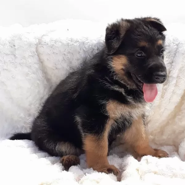 Alman Çoban Köpeği Yavrulari
