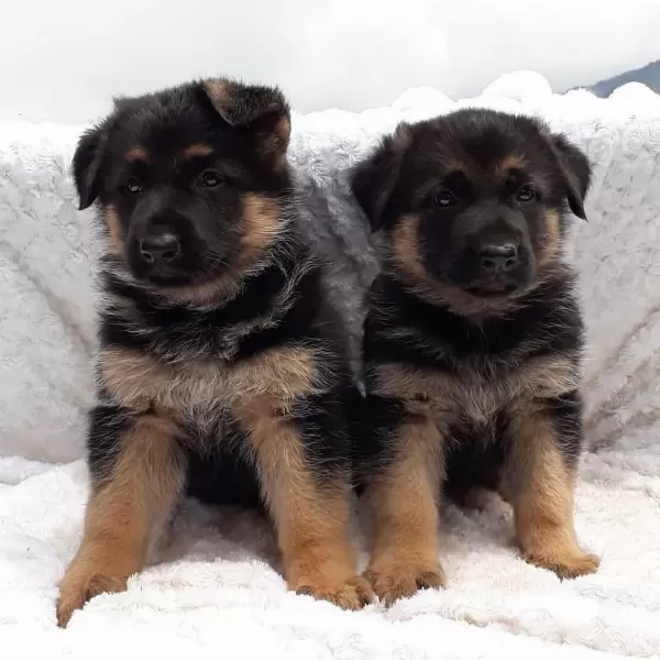 Alman Çoban Köpeği Yavrulari