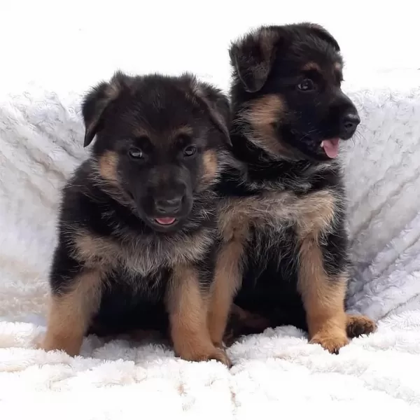 Alman Çoban Köpeği Yavrulari