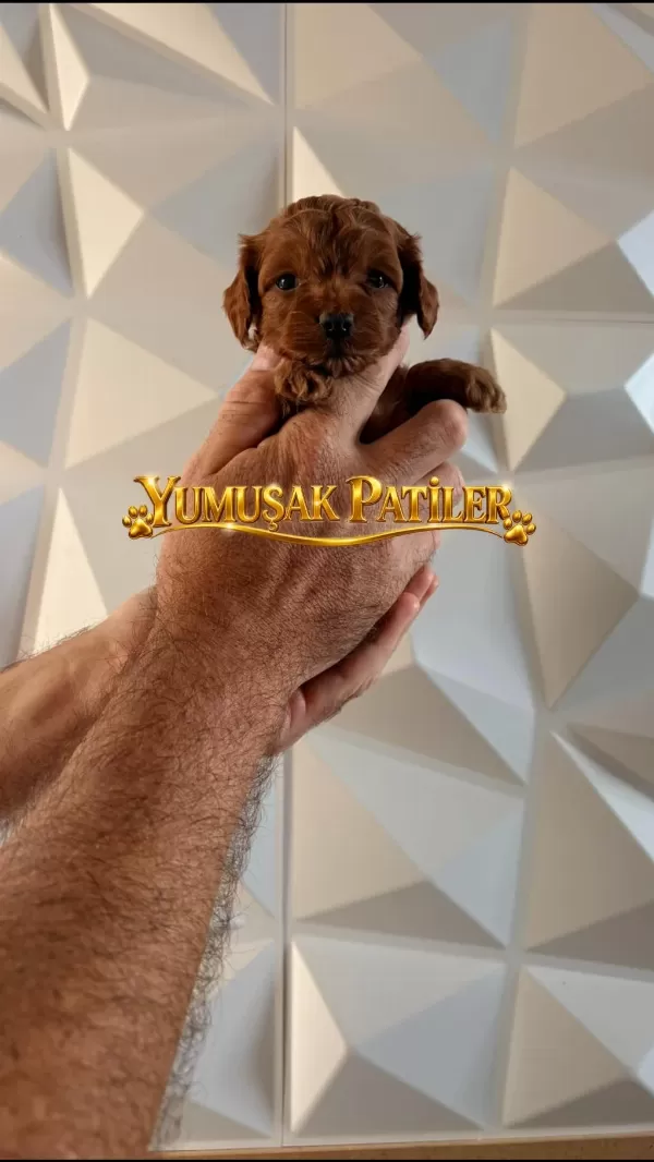 Sevimli İrk Toy Poodle