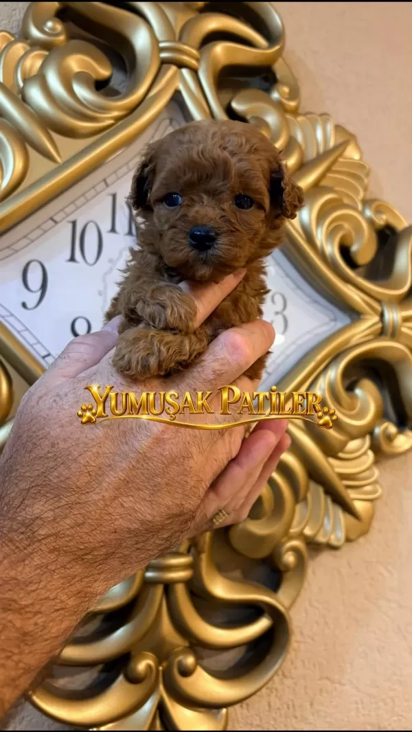 Sevimli İrk Toy Poodle