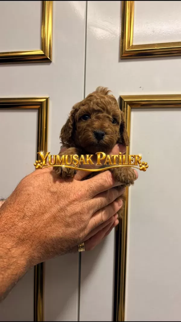 Sevimli İrk Toy Poodle