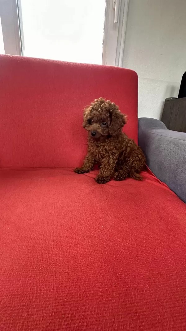 Harika Erkek Toy Poodle
