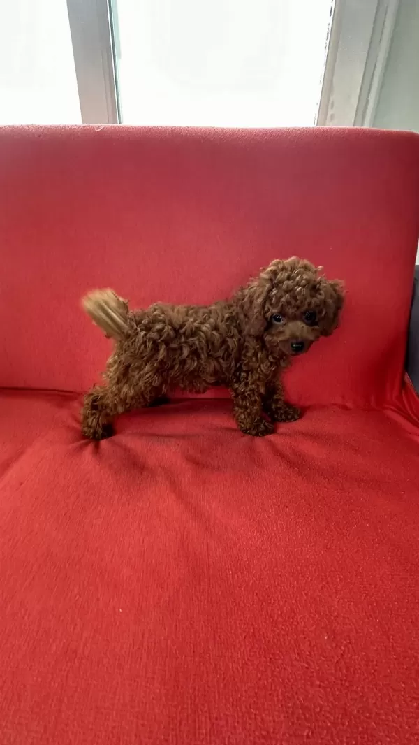 Harika Erkek Toy Poodle