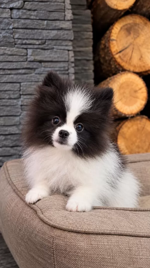 Pomeranian Bebeklerimiz İstanbul