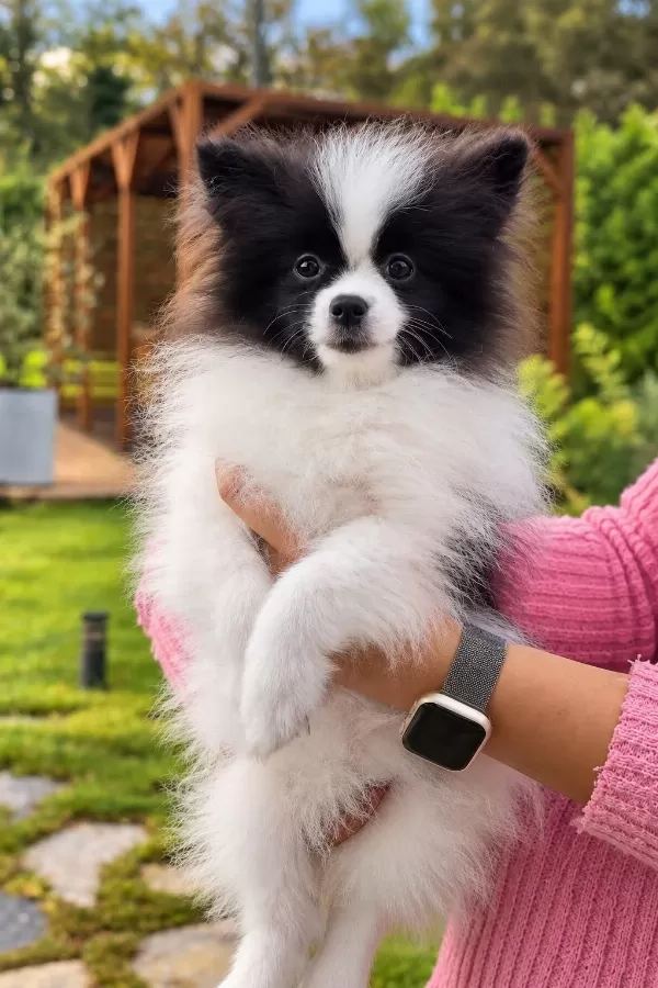 Pomeranian Bebeklerimiz İstanbul