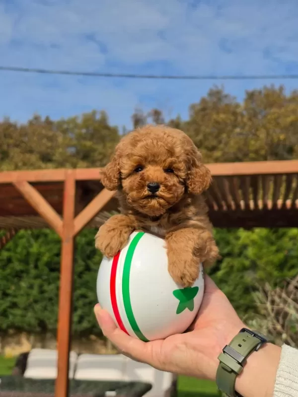 Poodle Çiftliğinden Red Brown Toy Poodle Bebeklerimiz