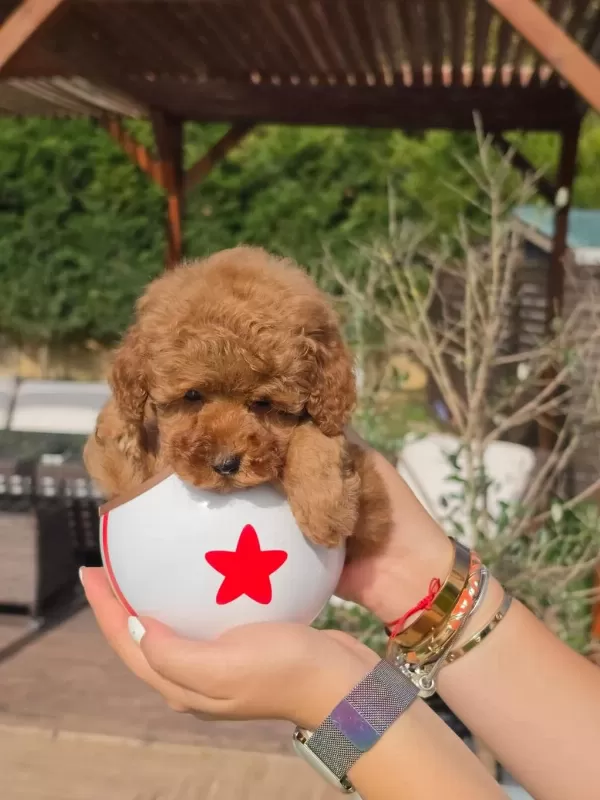 Poodle Çiftliğinden Red Brown Toy Poodle Bebeklerimiz