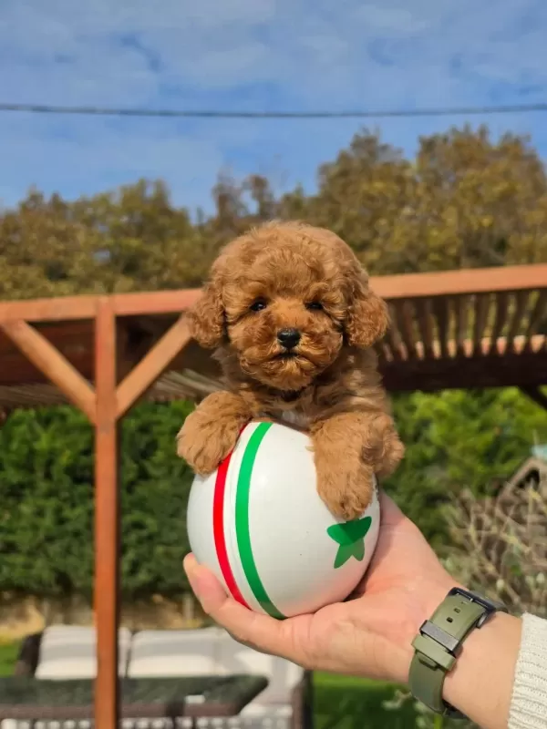 Poodle Çiftliğinden Red Brown Toy Poodle Bebeklerimiz