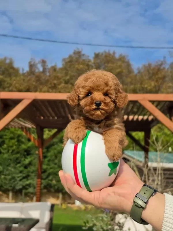 Poodle Çiftliğinden Red Brown Toy Poodle Bebeklerimiz