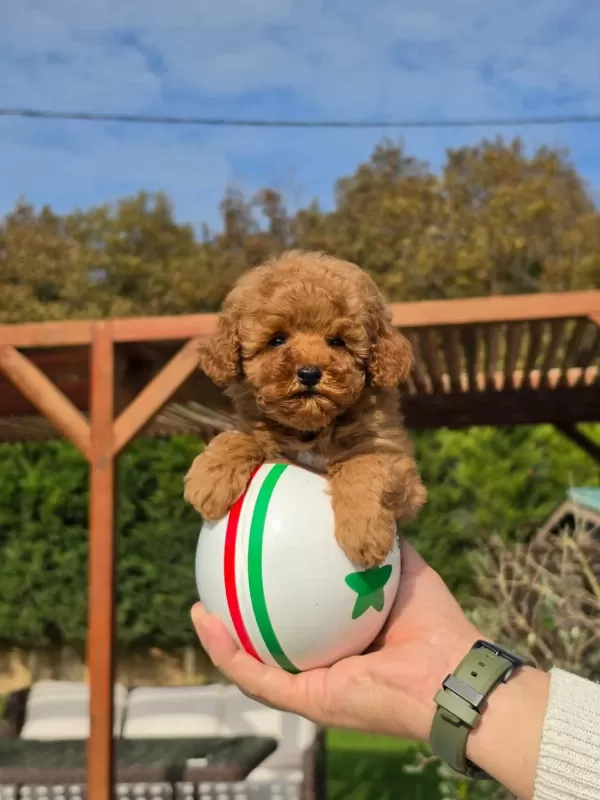 Poodle Çiftliğinden Red Brown Toy Poodle Bebeklerimiz