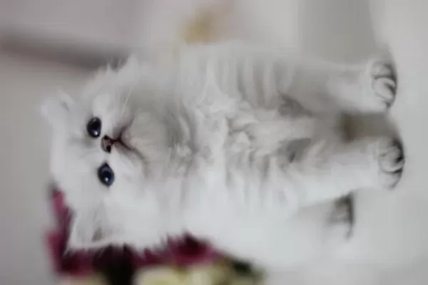 British Longhair Safkan
