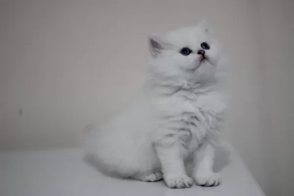 British Longhair Safkan