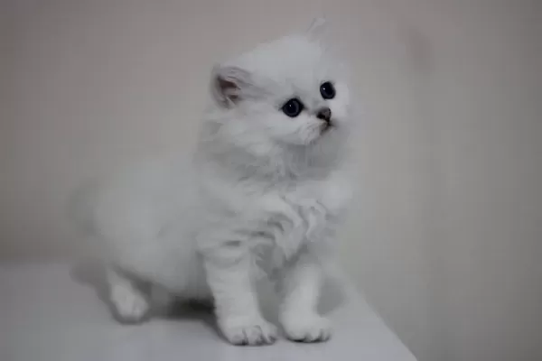 British Longhair Safkan
