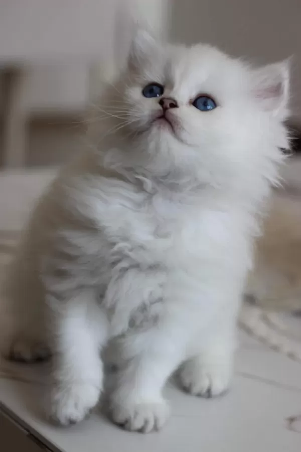 British Longhair Safkan