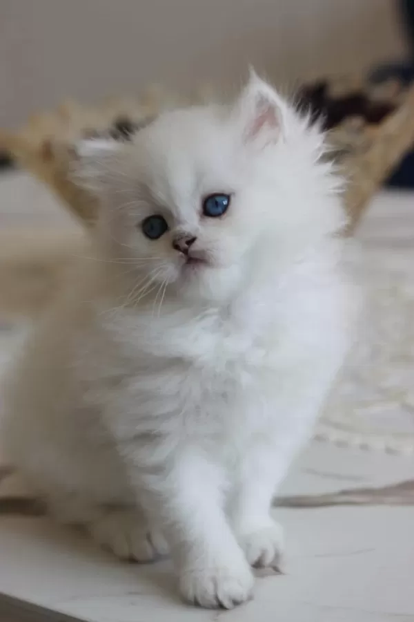 British Longhair Safkan
