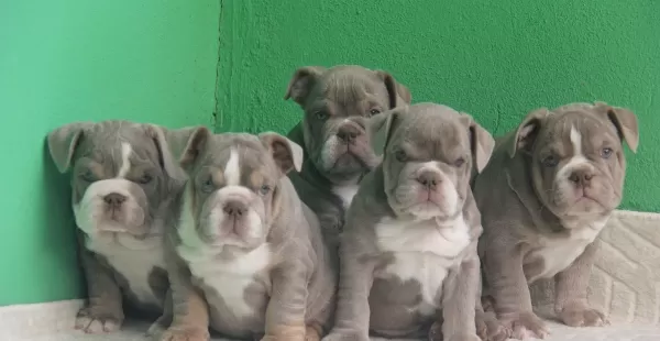 Exoti̇c İngi̇li̇z Buldog Yavrular