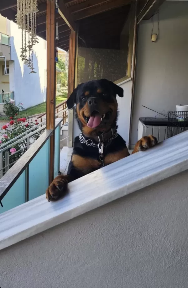 Sahiplendirilecek Rottweiler