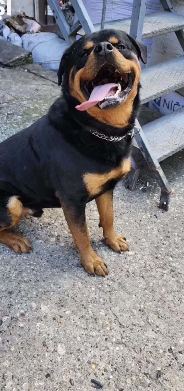 Sahiplendirilecek Rottweiler