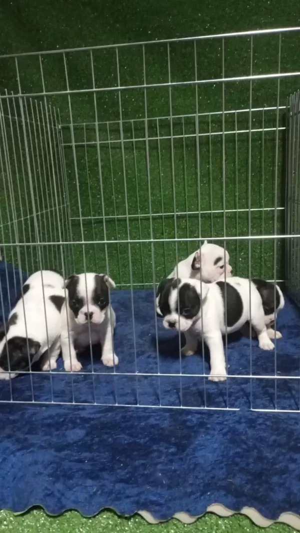 Maskeli French Bulldog Bebekleri