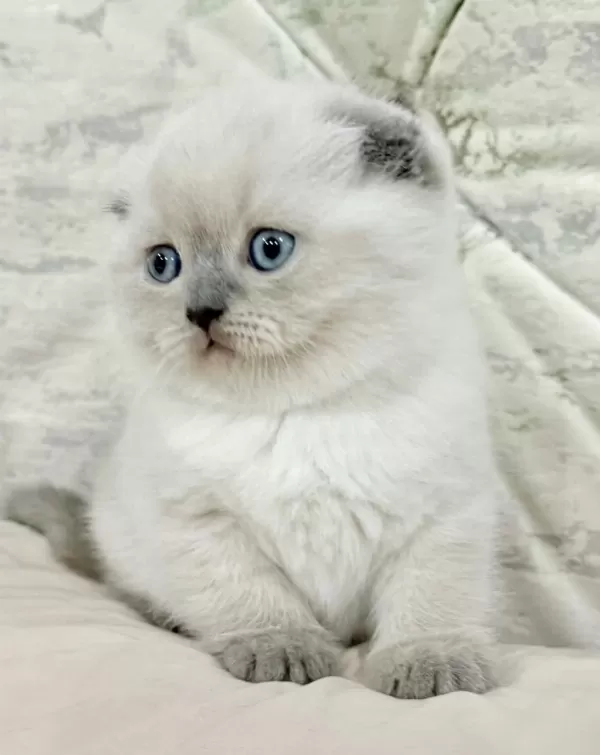 Gözleri Gökyüzü Gibi Orijinal Point Renk Scottish Fold