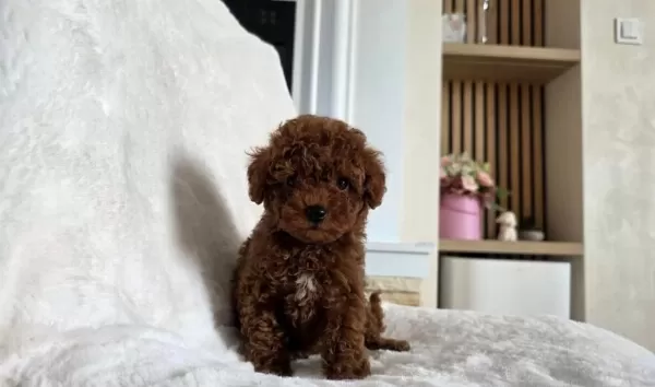 Ruhsatli Köpek Çiftliğinden Toypoodle Yavrularimiz