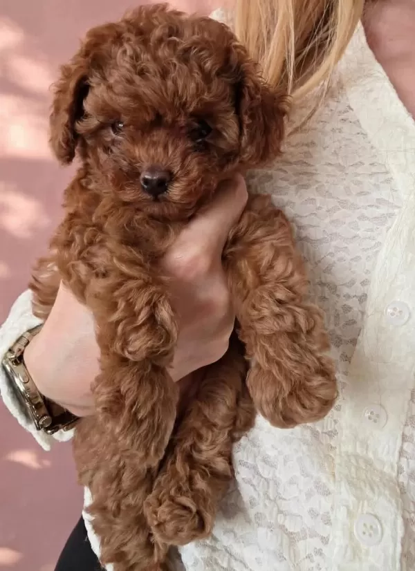 Toypoodle Yavrularimiz Veteriner Kontrollü