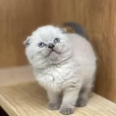 Nadir Bulunan Renk Tonunda Özel Scottish Fold Yavru