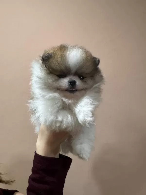 Petmode Köpek Çiftliğinden Tea Cup Pomeranian Yavrular