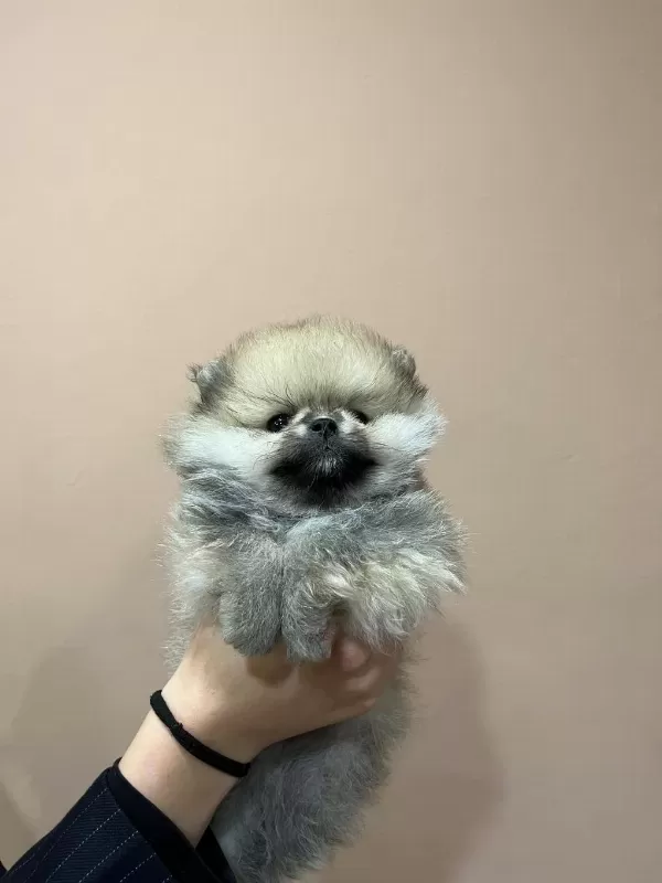 Petmode Köpek Çiftliğinden Tea Cup Pomeranian Yavrular