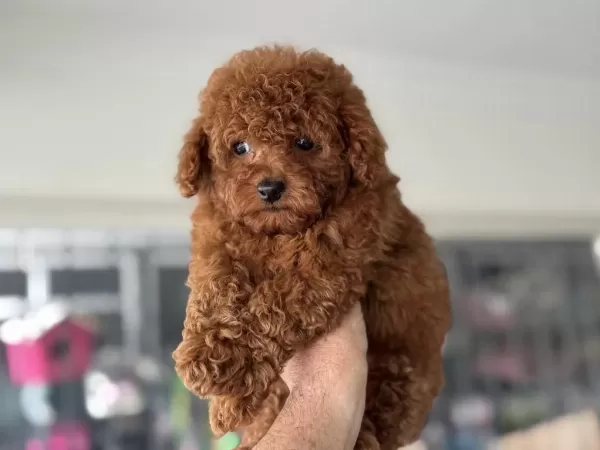 Petmode Köpek Çiftliğinden Tea Cup Kore Poodle