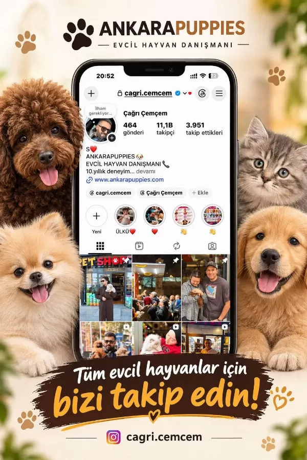 Çağrı Çemçem İn Sizin İçin Seçtiği Yavrular