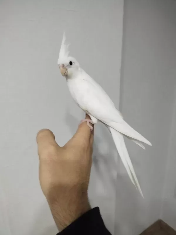 Yeni Yeme Düşmüş Albino Kirmizi Göz Sultanlar