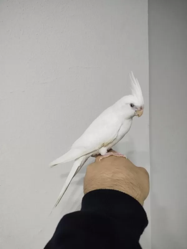 Yeni Yeme Düşmüş Albino Kirmizi Göz Sultanlar