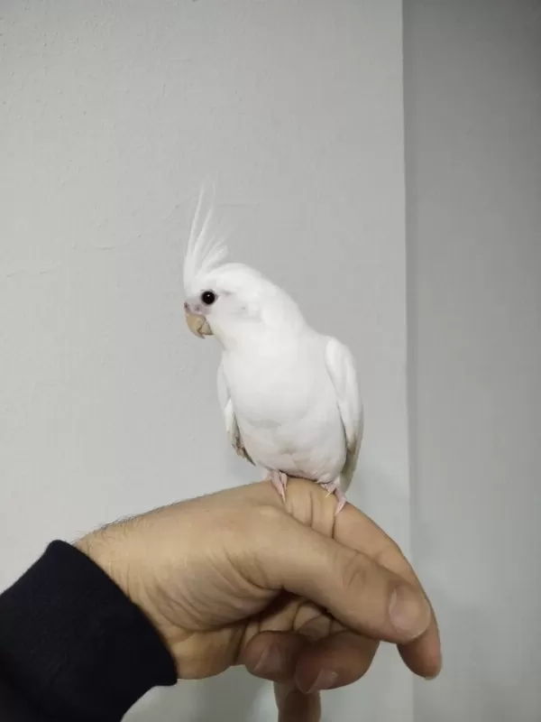 Yeni Yeme Düşmüş Albino Kirmizi Göz Sultanlar
