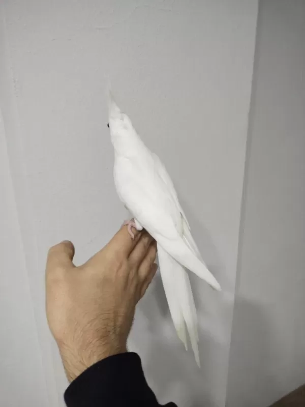 Yeni Yeme Düşmüş Albino Kirmizi Göz Sultanlar