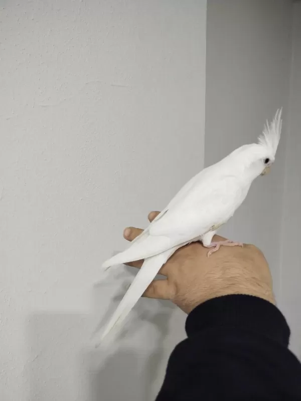 Yeni Yeme Düşmüş Albino Kirmizi Göz Sultanlar