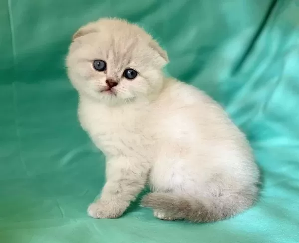Eğitimi Tamamlanmış, Hemen Teslim Scottish Fold Bebek