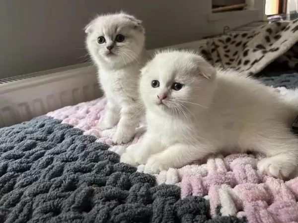 Mırmır Delisi Şeker Gibi Scottish Fold Yavrusu
