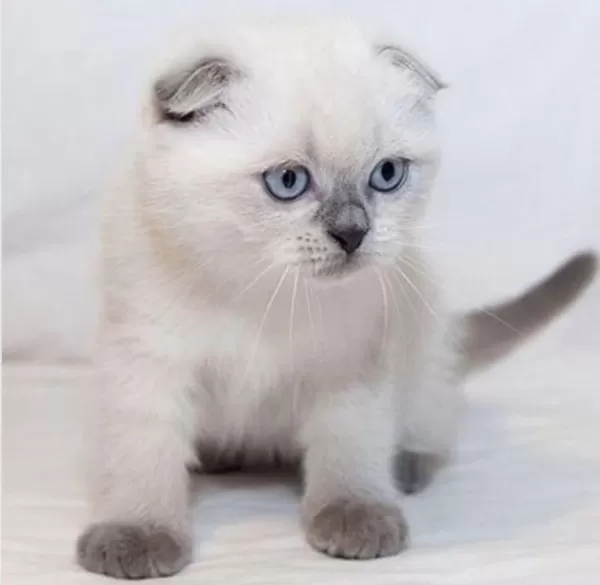 Mırmır Delisi Şeker Gibi Scottish Fold Yavrusu