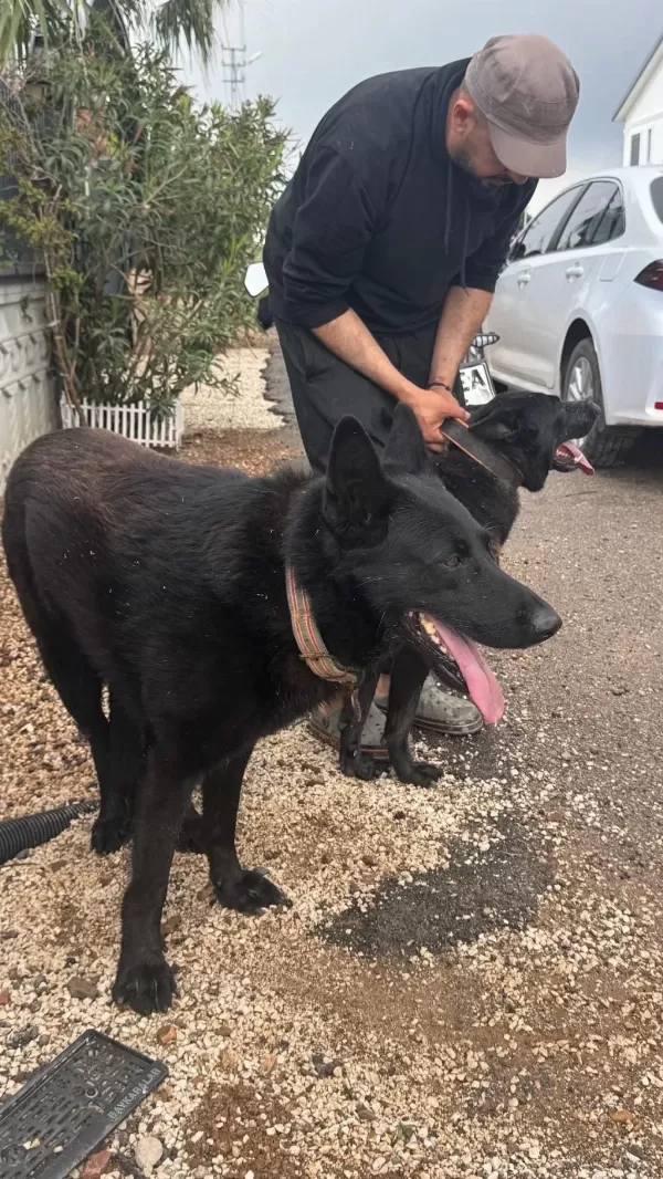 Petmode Köpek Çiftliğinde Sçr Li Siyah Alman Kurdu