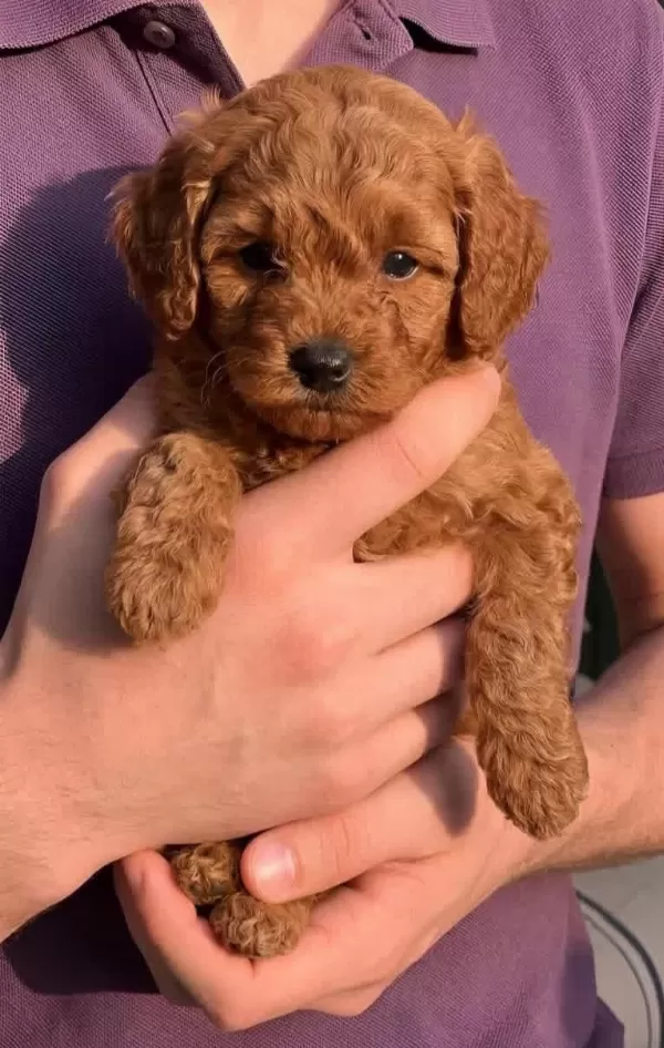 Toypoodle Aşili Mikroçipli Karneli Minikler