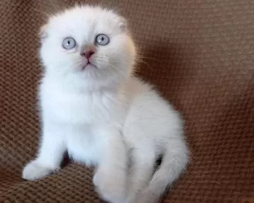 Tam Bir Ev Kedisi: Sakin, Oyuncu Scottish Fold