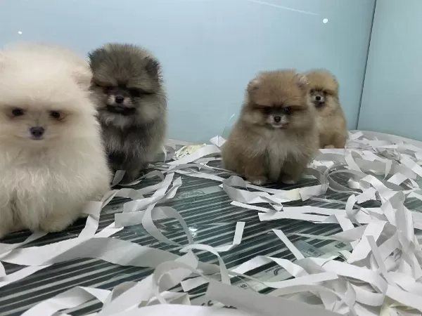 Show Kalite Tea Cup Pomeranian Yavrularımız