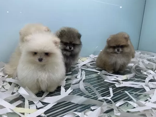 Show Kalite Tea Cup Pomeranian Yavrularımız